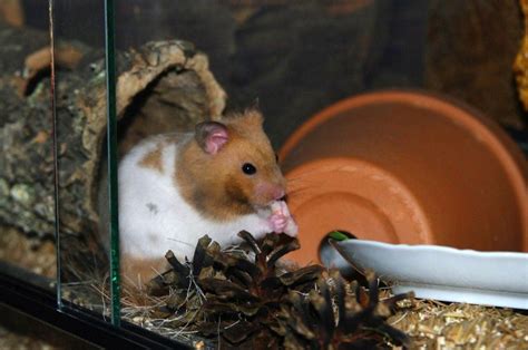 Can Hamsters Eat Meat What You Need To Know Pet Keen