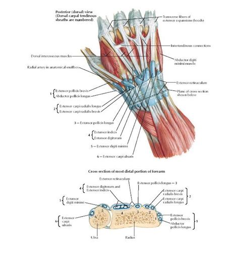 Extensor Tendons At Wrist Anatomy Posterior Dorsal View Dorsal Carpal Tendinous Sheaths Are