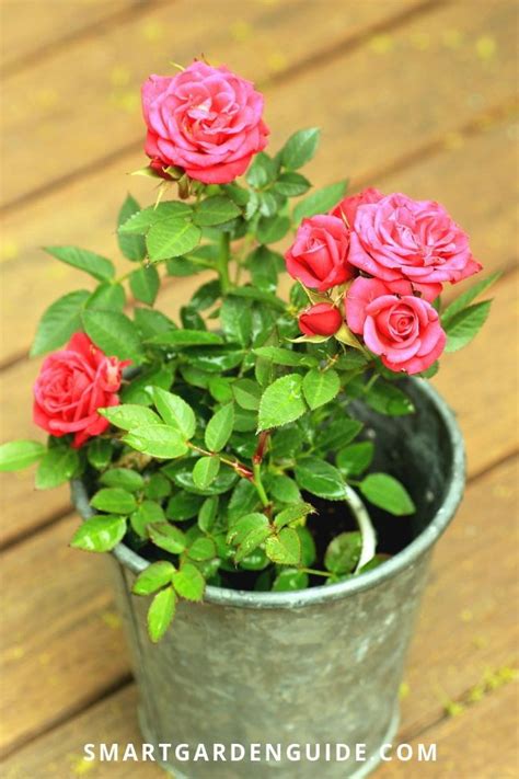 Growing Miniature Roses Indoors My Secret Tips Artofit