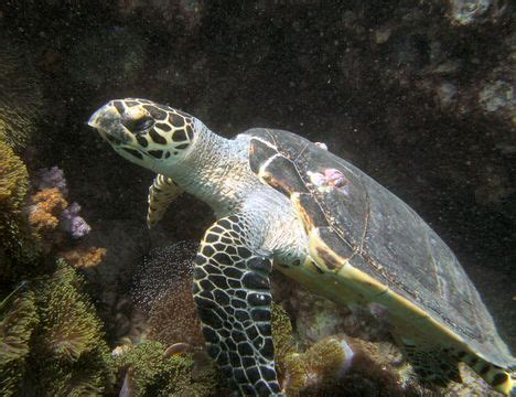 Hawksbill sea turtles are circumtropical, meaning they inhabit oceans, seas, and associated waters in tropical areas. Encyclopedia of Life