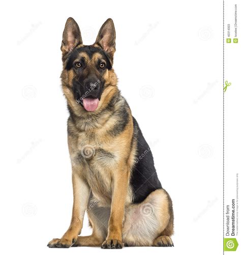 German Shepherd Dog Sitting And Panting 1 Year Old Stock Image