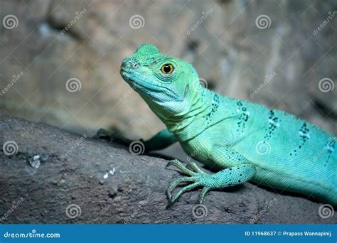 Blue Basilisk Lizard
