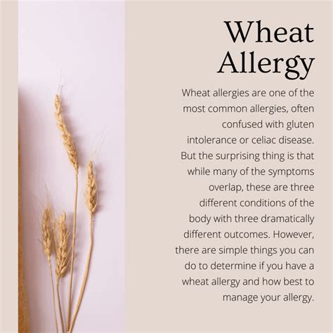 Wheat Allergy What To Eat And What To Avoid 2022