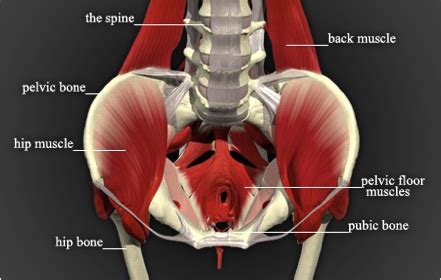 These muscles work together to flex your hip and to stabilize your hip and lower back during activities such as walking, running, and rising from a chair. How to Treat Pelvic Floor Disfunction - ClickHowTo