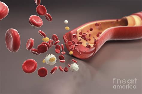 Blood Vessel With Cells Photograph By Science Picture Co Fine Art America