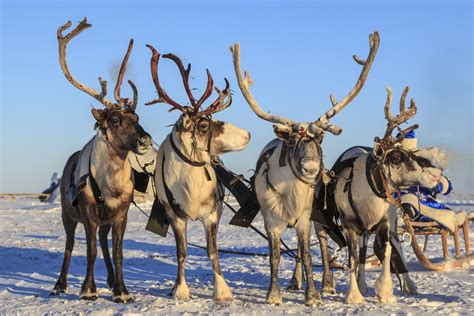 Santa Reindeer Granted Permit To Enter Us On Christmas Eve