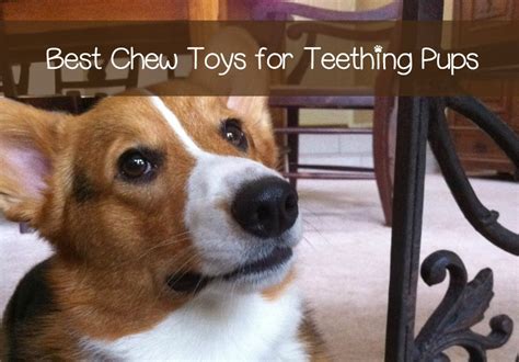 Giving a teething puppy a frozen twisted dishrag is something i would never have thought of. The Best Chew Toys for a Teething Puppy - DogVills