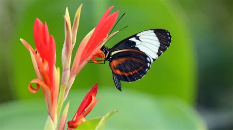 4k Butterfly Wallpapers High Quality Download Free