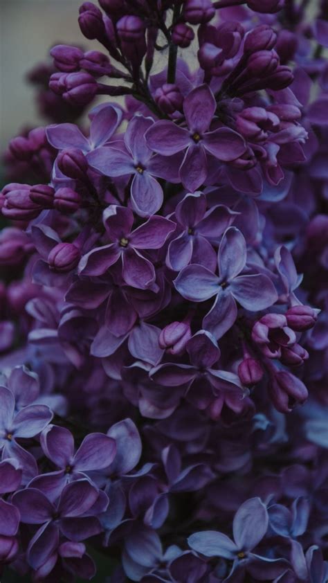 Wallpaper Lilacs And Blooms Image 7069663 On