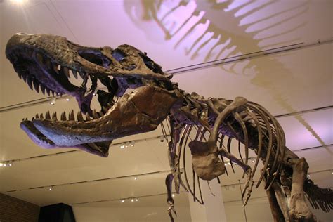 The Largest Collection Of Dinosaur Fossils In North America