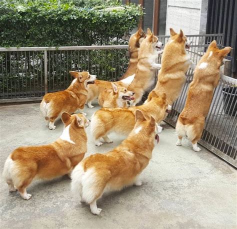 15 Corgi Butts That Might Break The Internet Bechewy