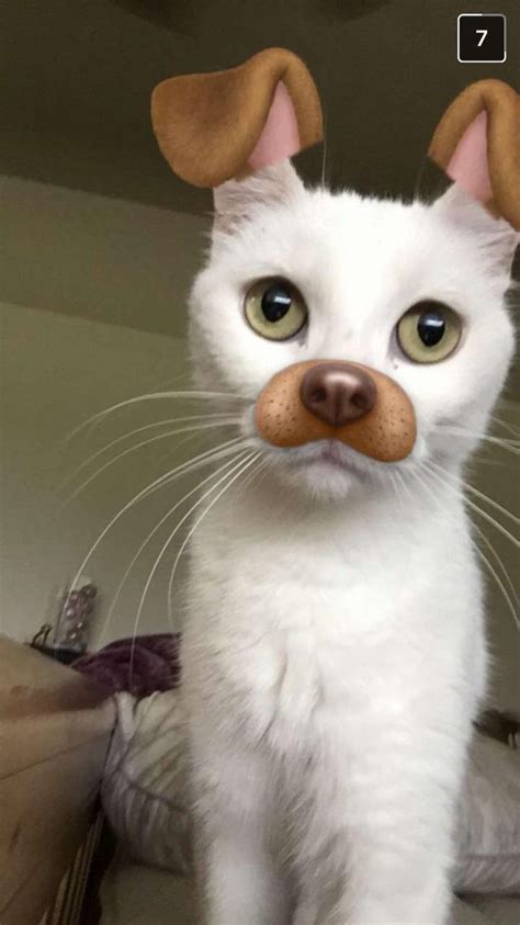 A White Cat With A Brown Nose And Ears