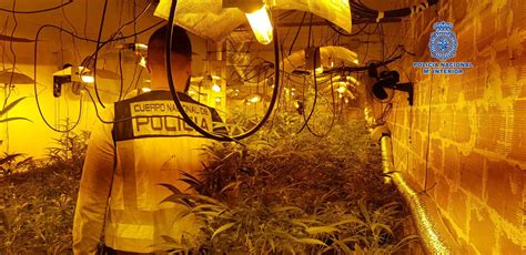 La Polic A Nacional Incauta Plantas De Cannabis En Un Chalet De