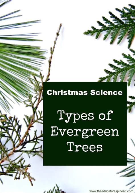 Types Of Evergreen Trees The Educators Spin On It