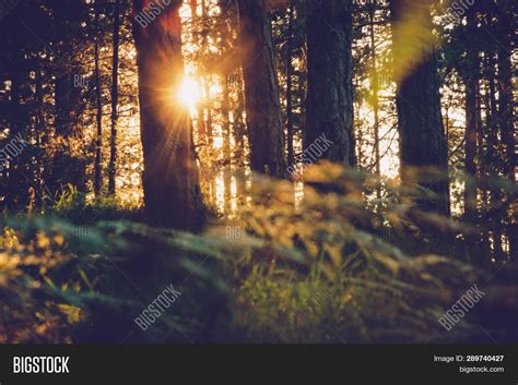 Sunset Pine Forest Image And Photo Free Trial Bigstock