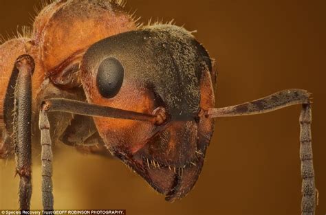 The hawaiian snail achatinella apexfulva: UK's extinct 421 species including mammals, birds and plants | Daily Mail Online