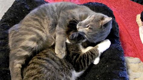 Cute Cuddly Kitten Hugs Youtube