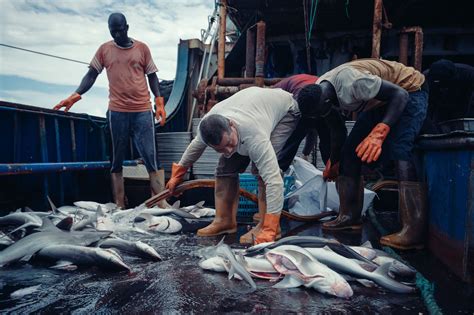 China Promises Reform Of Coastal Fisheries China Dialogue Ocean