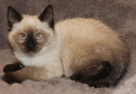 Ragamese Ragdoll Siamese Kittens 2 Month Old For Sale In Oak