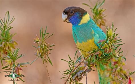 Birding Western Australia Southwest Specialties Birding Ecotours