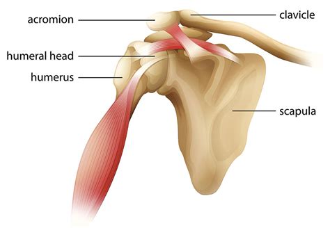The bones of the shoulder are as given below. Shoulder Injuries & Conditions