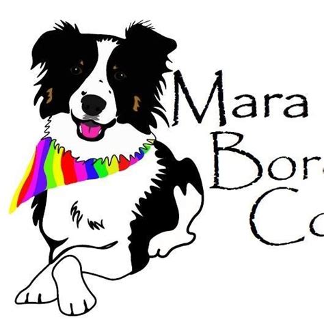 Mara Border Collie Amazing Dog Home Facebook