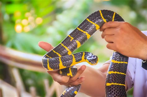 Ular Bakau Lucu Di Tangan Ahlinya Boiga Dendrophila Yang Biasa Disebut