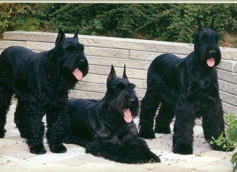 Best Facts About Giant Schnauzer Puppies