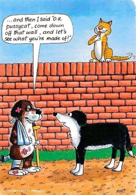 Cat Jokes Animal Jokes Funny Animal Memes Animal Funnies Funny