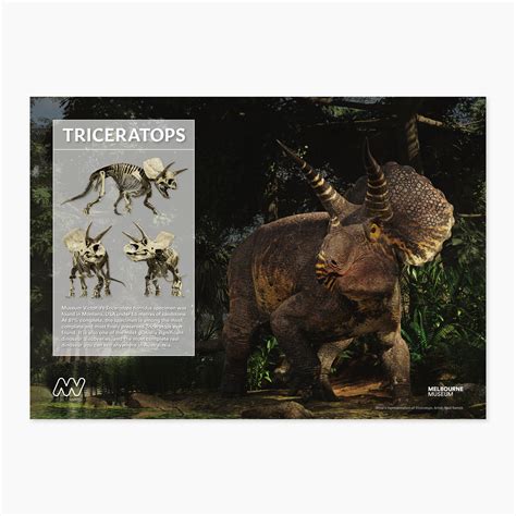 Melbourne Museum Triceratops Poster Museums Victoria Store