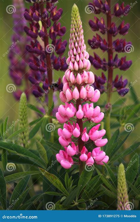 Rose Pink And Purple Lupines Flower Lupinus Perennis Stock Image