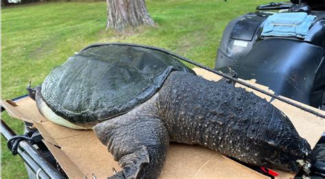 Giant Snapping Turtles Washes Ashore In Wisconsin Field And Stream