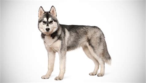 The siberian husky (also known as the 'chukcha', 'keshia', or 'arctic husky') originated as a sled dog for the chukchi tribe of eastern siberia (in northern russia) several thousand years ago. Popular Siberian Husky Pictures for Dog Lovers | FallinPets