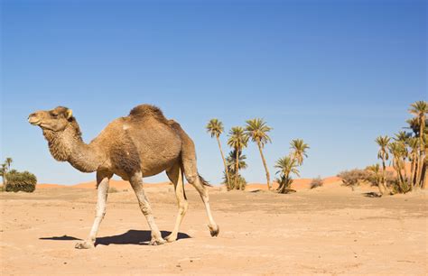 Camels do not store water in their humps, as it is commonly believed. Brasdis-Nixon Family: Sally the Camel Has...Two Humps ...