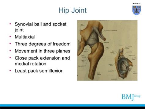 Anatomy Of Hip Joint