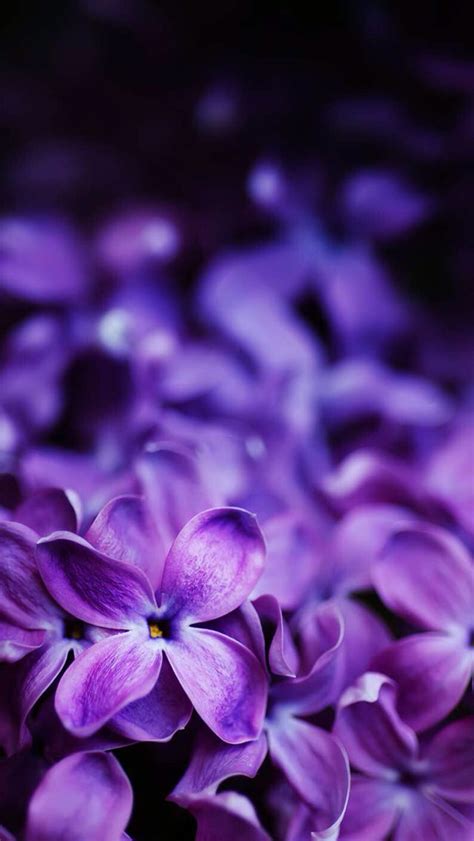 Purple Flowers Best Nature Wallpapers Spring Wallpaper