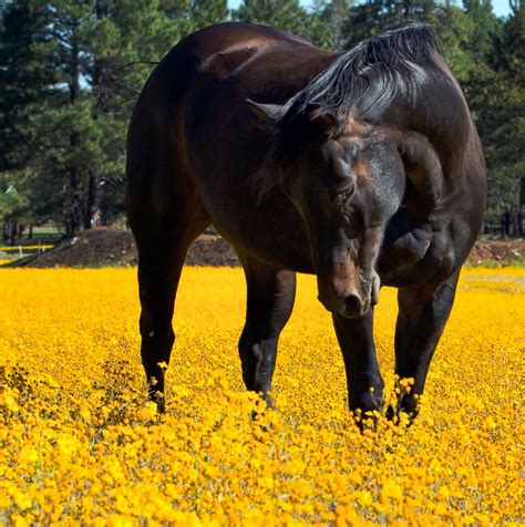 Horse Field Of Flowers Horses Bay Horse Animals