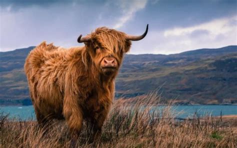 All You Need To Know About Highland Cattle Walking Hiking Blog