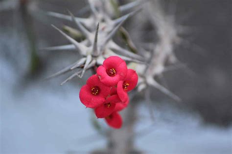Crown Of Thorns How To Grow And Care For The Euphorbia Milii And