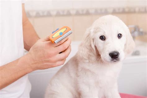 Everything To Know About How To Groom A Golden Retriever K9 Web