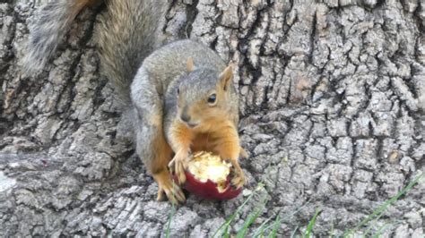 Squirrel Eating An Apple Youtube