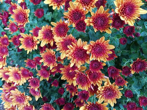 3840x2550 Chrysanthemums 4k Pics For Computer Flower