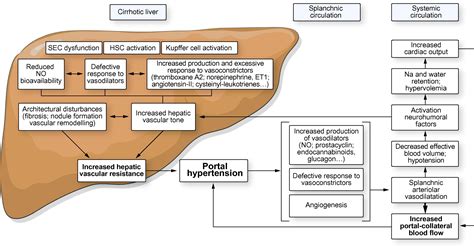 Ascites happens when pressure builds up in the veins of your liver and it doesn't work as it should. Functional aspects on the pathophysiology of portal ...