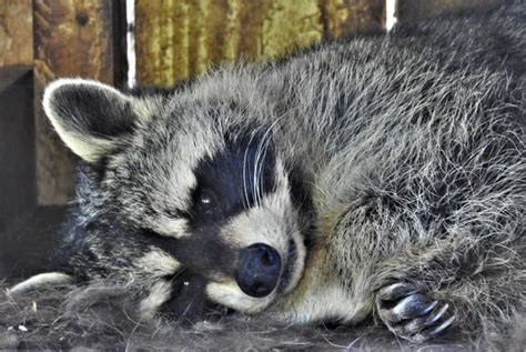 How To Hunt Raccoon 12 Tips For Hunting During The Day And Night