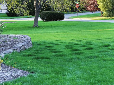 Lumpy Bumpy Lawn Causes And Fixes How To Repair A Bumpy Lawn