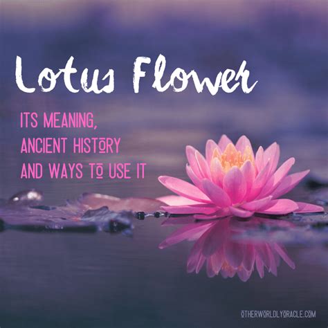 Lotus Flower Meaning Symbolism And Spiritual Significance In Your Life
