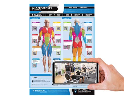 Buy Workout Posters For Home Gym Muscle Group Gym Poster Exercise