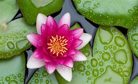 Gli antichi cinesi sostenevano che, dopo aver visto una volta come cresce il loto negli ambienti acquatici, non si può più nel buddismo, i fiori di loto costituiscono un'offerta particolarmente sacra quale simbolo di buddha, della purezza del corpo e della parola. Fiore di Loto - Proprietà Curative