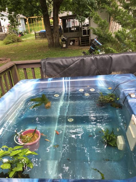 A bathtub can make an excellent addition to your backyard—as a fish pond. Converted our broken hot tub into a goldfish pond : Aquariums