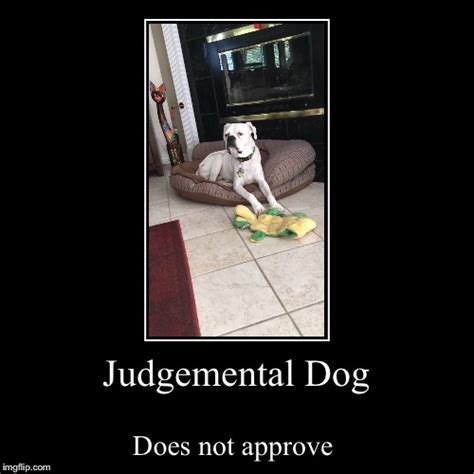 Judgemental Dog Imgflip